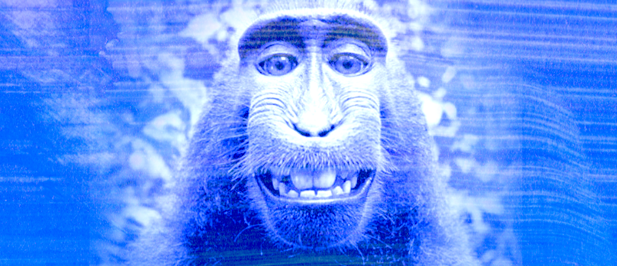 Macaco Selfie